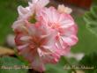 tn_gallery_9377_3968_28282.jpg