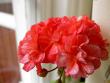 tn_gallery_9377_3968_35359.jpg
