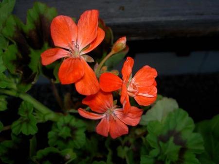 gallery_9377_3968_16849.jpg
