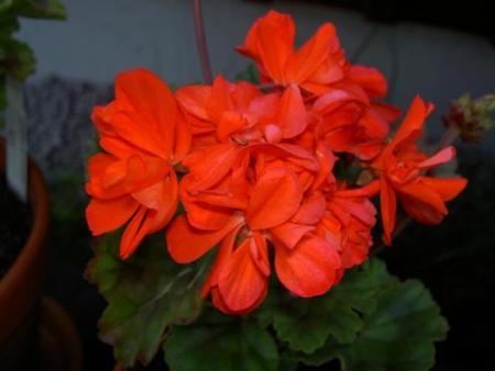 gallery_9377_3968_31292.jpg