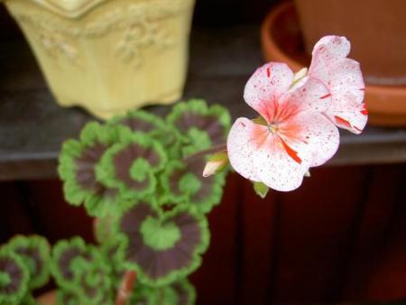 gallery_9377_3969_107.jpg