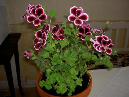 gallery_9377_3969_11233.jpg