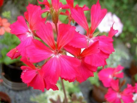 gallery_9377_3969_1300.jpg