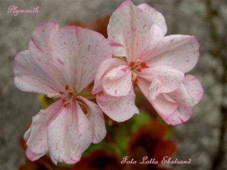 gallery_9377_3969_27247.jpg