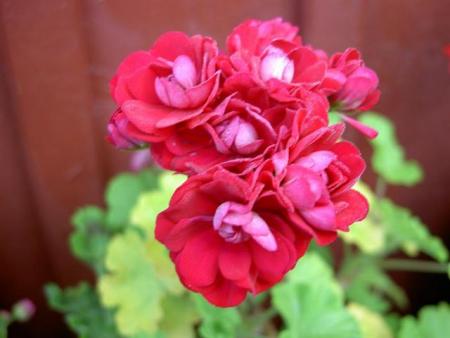 gallery_9377_3969_37643.jpg