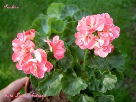 gallery_9377_3969_38107.jpg