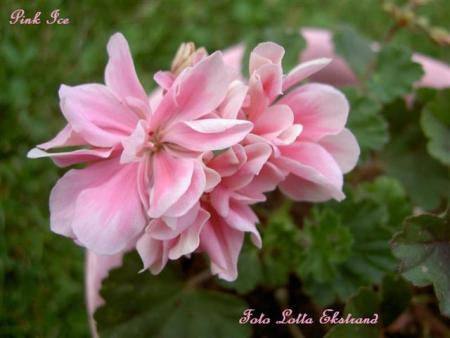 gallery_9377_3969_40918.jpg
