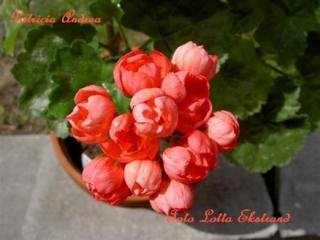 gallery_9377_3969_41765.jpg