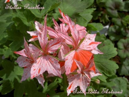 gallery_9377_3969_52941.jpg