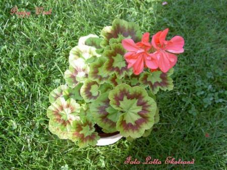 gallery_9377_3969_56076.jpg