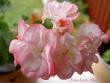 tn_gallery_9377_3969_17517.jpg
