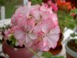 tn_gallery_9377_3969_2794.jpg
