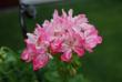 tn_gallery_9377_3969_3987.jpg