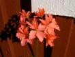 tn_gallery_9377_3969_44874.jpg