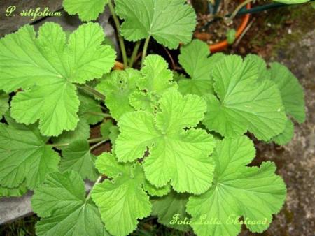 gallery_9377_3969_41179.jpg