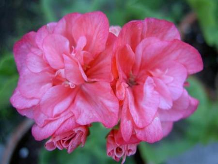gallery_9377_3970_7332.jpg