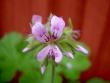 tn_gallery_9377_3969_21679.jpg