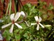 tn_gallery_9377_3969_23867.jpg