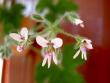 tn_gallery_9377_3969_24565.jpg