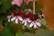 tn_gallery_9377_3969_30505.jpg