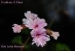 tn_gallery_9377_3969_628.jpg