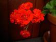 tn_gallery_9377_3970_19775.jpg