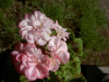 gallery_9377_3970_14475.jpg