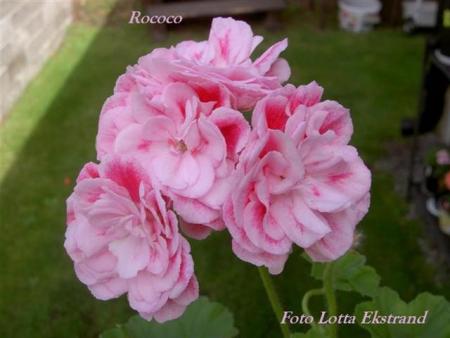 gallery_9377_3970_21400.jpg