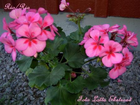 gallery_9377_3970_26242.jpg