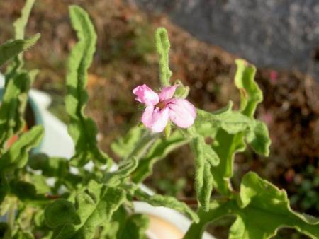 gallery_9377_3970_32016.jpg