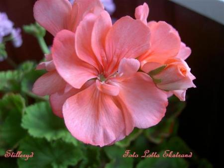 gallery_9377_3971_13140.jpg