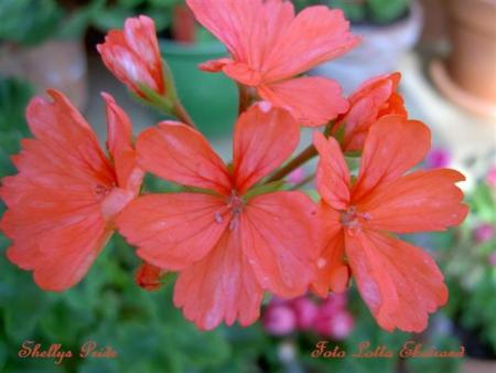 gallery_9377_3971_15307.jpg