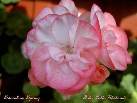 gallery_9377_3971_16437.jpg