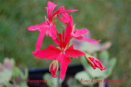 gallery_9377_3971_26456.jpg