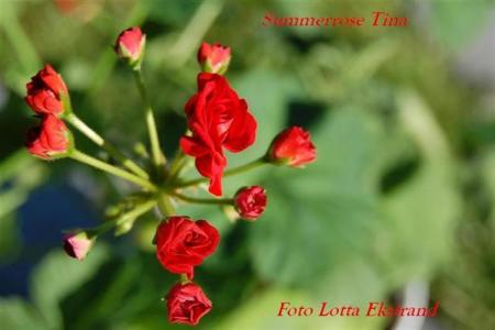 gallery_9377_3971_27710.jpg