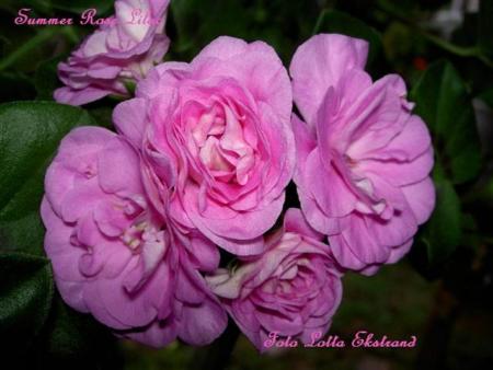 gallery_9377_3971_48295.jpg