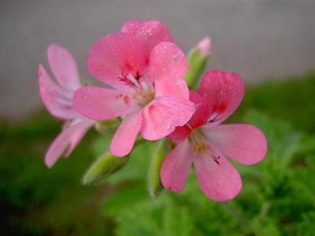 gallery_9377_3971_7350.jpg