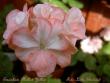 tn_gallery_9377_3971_171.jpg