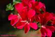 tn_gallery_9377_3971_21861.jpg