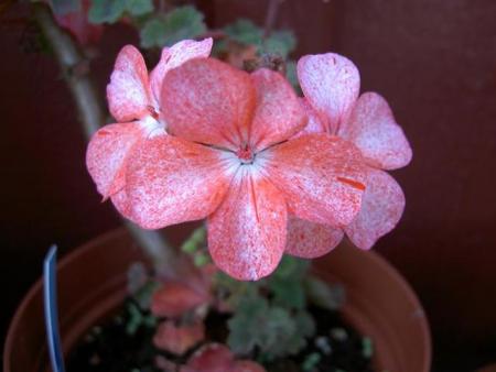 gallery_9377_3971_15044.jpg