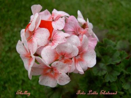 gallery_9377_3971_27766.jpg