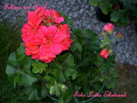 gallery_9377_3971_51002.jpg