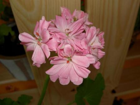 gallery_9377_3971_7767.jpg