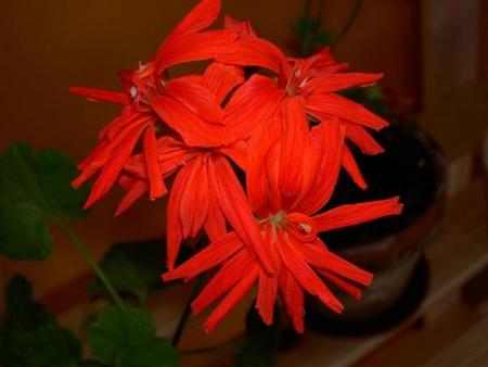 gallery_9377_3972_12828.jpg