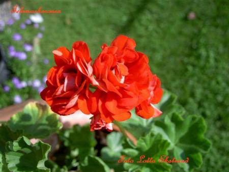 gallery_9377_3972_14067.jpg
