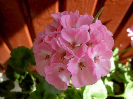 gallery_9377_3972_30260.jpg