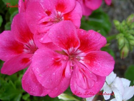 gallery_9377_3973_12814.jpg
