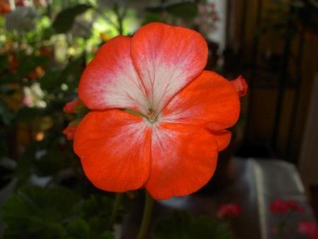 gallery_9377_3973_28019.jpg