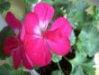 tn_gallery_9377_3971_32820.jpg