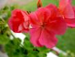 tn_gallery_9377_3971_7981.jpg